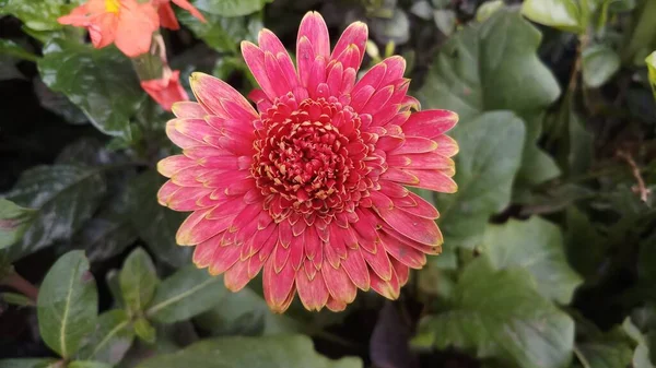 Gerbera Fleur Couleur Rose Dans Jardin — Photo