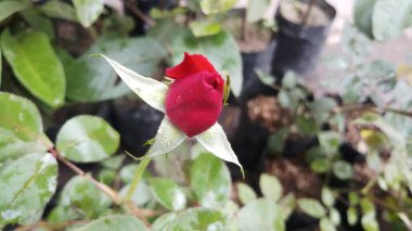 Hindistan 'da gün ışığında bahçede kırmızı gül tomurcuğu
