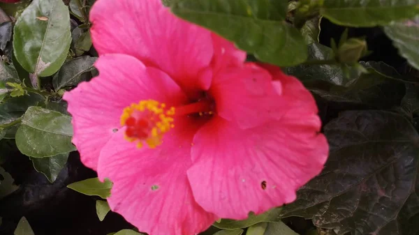 Fleur Hibiscus Rose Dans Jardin Avec Des Photos Macro Feuille — Photo