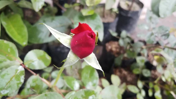 Bourgeon Rose Rouge Dans Jardin Lumière Soleil Inde — Photo