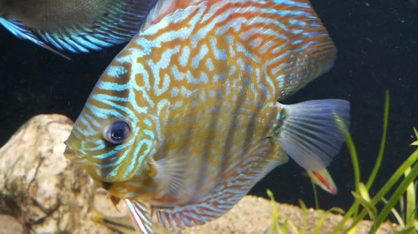 Pesci Discus Con Linee Blu Nel Corpo Acquario — Foto Stock