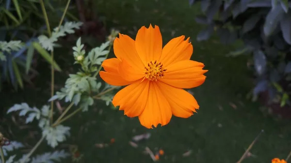 Fleur Cosmos Fleurissant Dans Jardin Indien — Photo