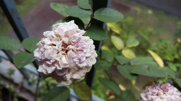 Pétale Rose Flétri Dans Jardin Macro Photographie — Photo