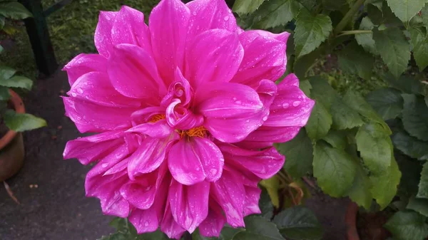 Kwiat Dalii Ogrodzie Kolorze Różowym Liściem — Zdjęcie stockowe