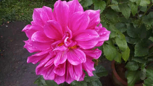 Квітка Рожевого Кольору Далія Індійському Саду Листі — стокове фото