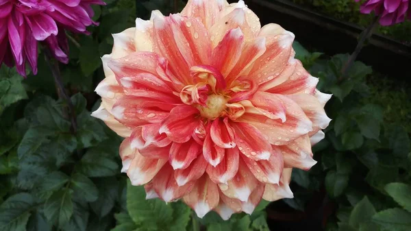 Pink White Dahlia Flower Macro Photography India — Stock Photo, Image