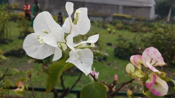 Flor Branca Bougainvelliea Jardim Com Foco Seletivo Folha — Fotografia de Stock