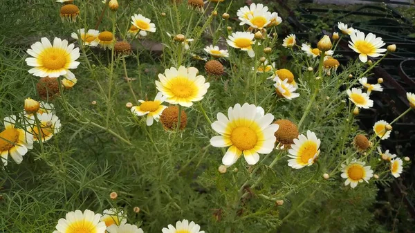 Ringelblume Garten Sonnenlicht Mit Regen — Stockfoto