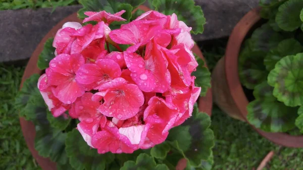 Fleurs Couleur Rose Dans Jardin Inde — Photo