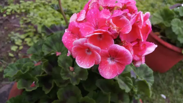 Fleur Couleur Rose Dans Parc Avec Macro Photographie — Photo