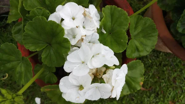 Weiße Farbe Blume Garten Indien — Stockfoto
