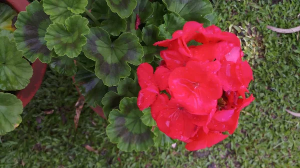 緑の葉を持つ庭の赤い花 — ストック写真