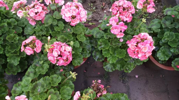Bouquet Fleur Couleur Rose Dans Jardin Dans Jour Pluie — Photo