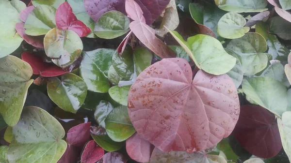 Όμορφο Δείχνουν Φύλλα Φυτών Διαφορετικό Χρώμα Στον Κήπο — Φωτογραφία Αρχείου