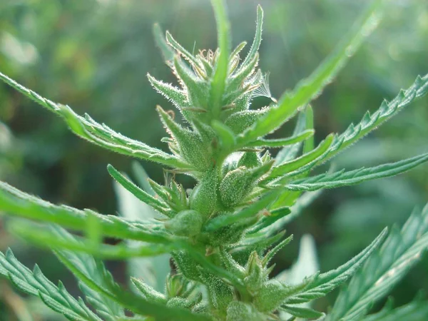 Cannabis Bud Leaf Background Macro Shot Sugar Trichomes Marijuana Flowers — Stock Photo, Image