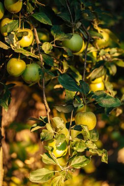 Yeşil elma olgunlaşma