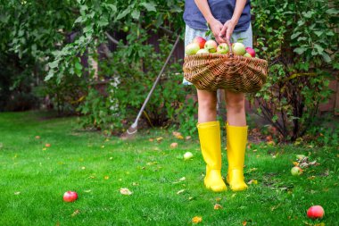 Sonbahar Garden hasır sepet elma tutan genç kadın