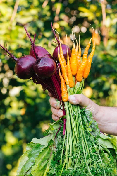 Barbabietole e carote nelle mani maschili — Foto Stock
