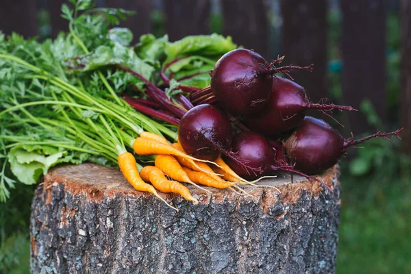 Verse beetroots en wortelen — Stockfoto