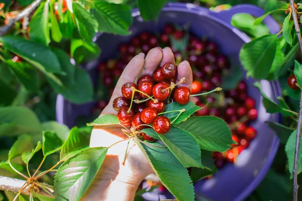 Cerises douces dans les mains — Photo