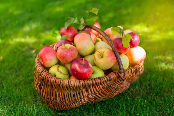 Grape äpplen i korgen — Stockfoto