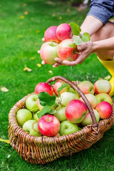 Vrouw in handen van holding appels rieten mand op de tuin van de herfst — Stockfoto