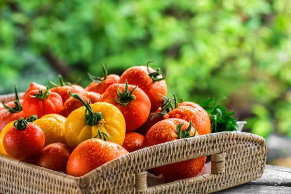 Tomates frescos coloridos — Foto de Stock