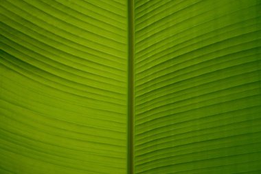 muz palmiye yaprağı