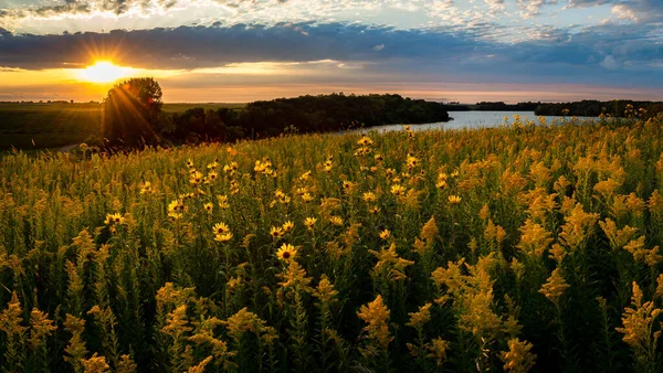 Flores silvestres en un prado sobre el lago al atardecer —  Fotos de Stock