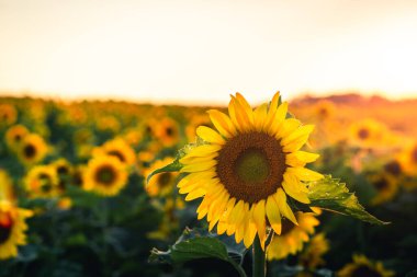 Güzel bir günbatımında tarlalarda ayçiçekleri