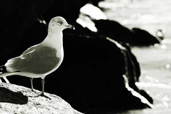海鸥。海洋。岩石. — 图库照片