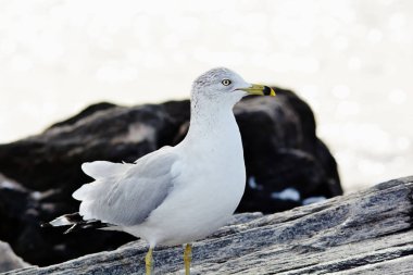 Martı. Kayalar. Su.