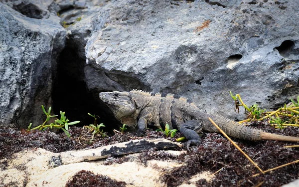 A big iguana at the beach in mexico — Stock Photo, Image