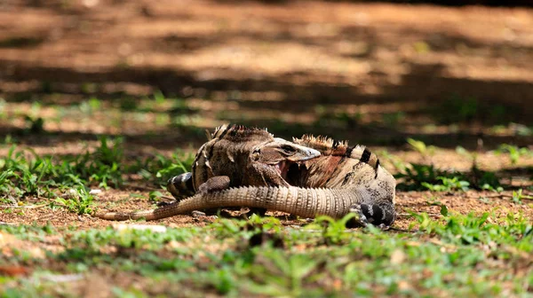 Meksika 'da savaşan iki iguana. — Stok fotoğraf