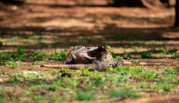 Two fighting iguanas in mexico — Stock Photo, Image