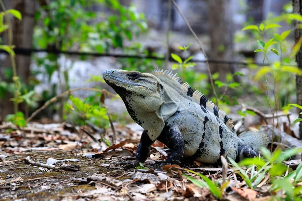 A portrait of a wild iguana — Stock Photo, Image