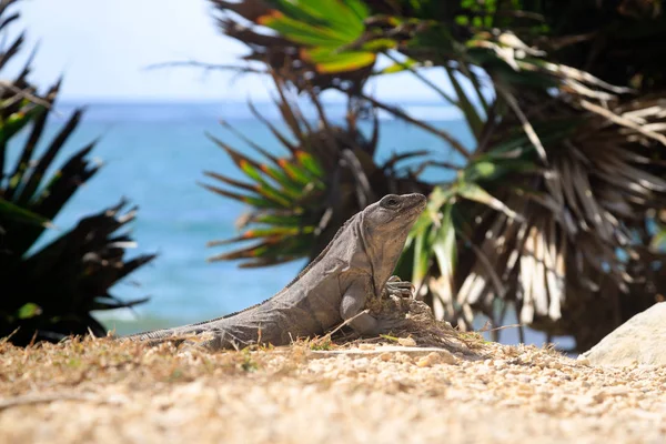 Tulum kıyısında güzel bir iguana