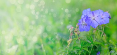Güzel bir bokeh ile renkli çiçekler.