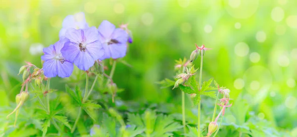 Güzel bir bokeh ile renkli çiçekler.