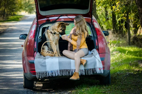 Happy Caucasian girl sitting in the trunk of a car, feeding a German shepherd dog and smiling, looking at each other. cheerful teen puppy. Friendship of man and animal, travel, camping. Autumn forest — Stock Photo, Image