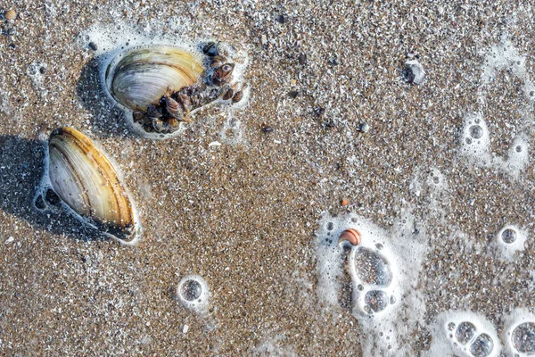 Conchas de río grandes y pequeñas en una playa de arena. Olas de surf con burbujas de espuma en el agua. Fondo marino de cerca. Vista superior. La superficie de la mesa de tiro estaba plana. Copiar espacio — Foto de Stock