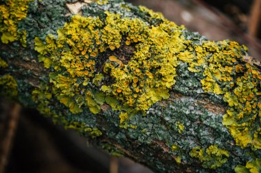 Doğal ağaç kabuğundan yapılmış klasik kahverengi ahşap arka plan. Yan görüş. Eski kabartma organik doku ve yosun. Düz atış için masanın yüzeyi yatıyordu. Boşluğu kopyala