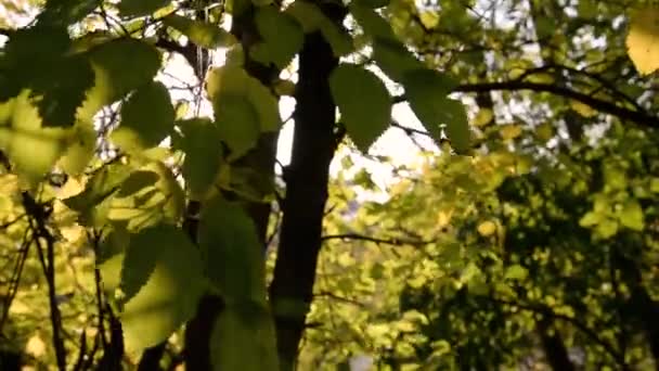 Natural background. Tree leaves close-up in wind. A sunbeam breaks through branches. Illuminated silhouette of the forest, bokeh and glare from the water, warm colors. The freshness of a summer day — Stock Video