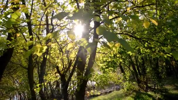 Natural background. Tree leaves close-up in wind. A sunbeam breaks through branches. Illuminated silhouette of the forest, bokeh and glare from the water, warm colors. The freshness of a summer day — Stock Video