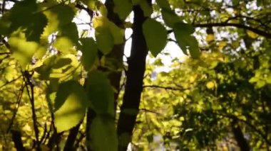 Doğal arka plan. Ağaç yaprakları rüzgarda yakın çekim yapar. Bir güneş ışığı dalları delip geçer. Ormanın aydınlanmış silueti, sudan fışkıran ışık ve parıltı, sıcak renkler. Bir yaz gününün tazeliği