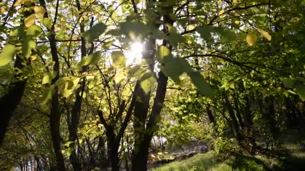 Natural background. Tree leaves close-up in wind. A sunbeam breaks through branches. Illuminated silhouette of the forest, bokeh and glare from the water, warm colors. The freshness of a summer day — Stock Video