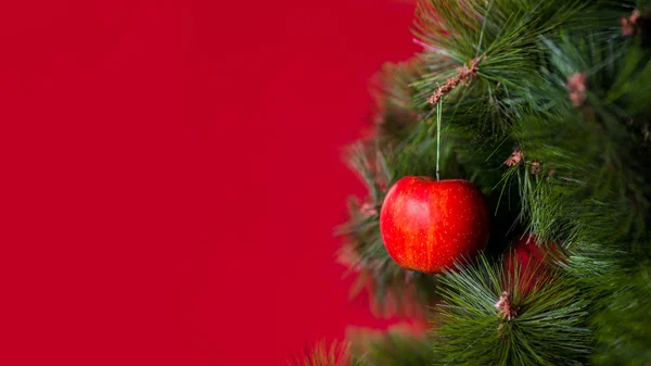 Wegański baner świąteczny koncert. Drzewo zdobią świeże owoce. surowe jabłko na gałęzi sosny na czerwonym tle. Idea minimalizmu i ekologicznego świętowania bez marnotrawstwa. Przestrzeń kopiowania — Zdjęcie stockowe