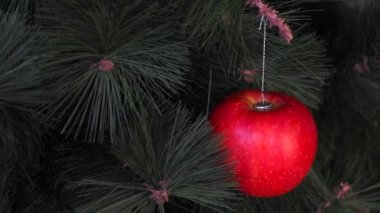 Vejetaryen Noel konseri. Ağaç taze meyvelerle süslenmiş. Kırmızı arka planda bir çam dalında çiğ elma. Minimalizm ve çevre dostu ziyan olmadan kutlama fikri. Boşluğu kopyala