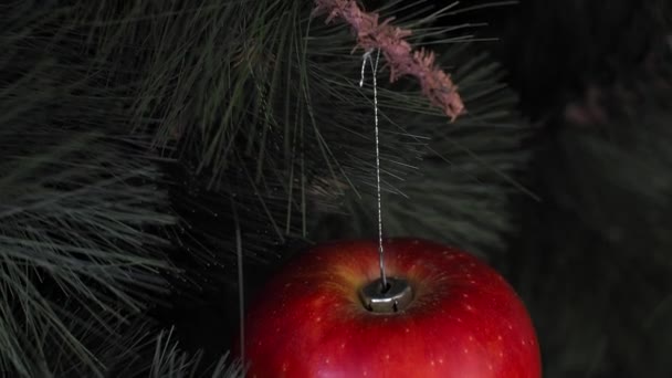 Concierto de Navidad vegano. El árbol está decorado con fruta fresca. manzana cruda sobre una rama de pino sobre un fondo rojo. La idea de minimalismo y celebración ecológica sin desperdicio. Copiar espacio — Vídeos de Stock