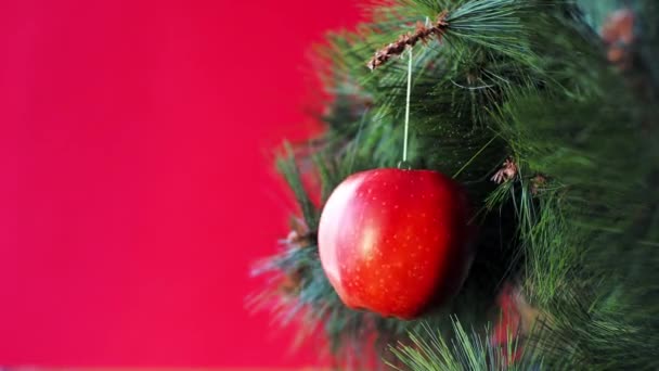 Veganes Weihnachtskonzert. Der Baum ist mit frischem Obst geschmückt. roher Apfel auf einem Kiefernzweig auf rotem Hintergrund. Die Idee von Minimalismus und umweltfreundlichem Feiern ohne Verschwendung. Kopierraum — Stockvideo